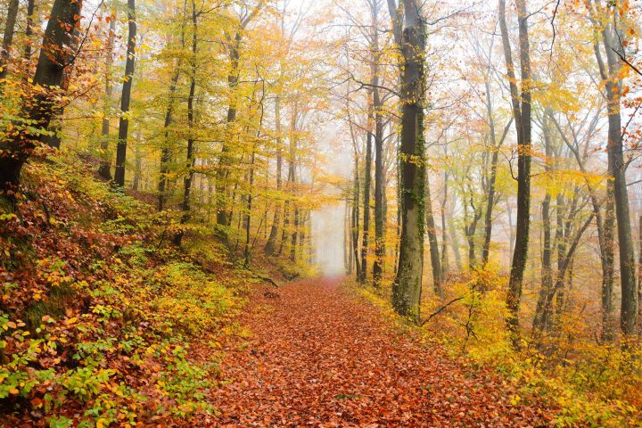Održavanje grada — fotografija 13
